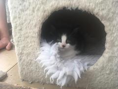 Name my kittens
