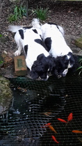 Are your pets employed?