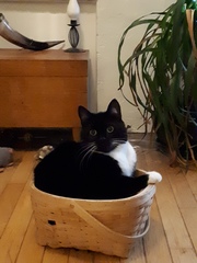 Show me your favourite pictures of your cats