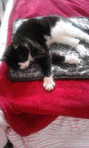 Show me your favourite pictures of your cats