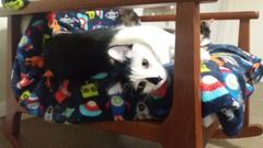 Cats and Christmas trees. Help!