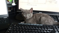 Is she a Russian Blue or have I been ripped off?