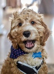 Who fancies sharing pics of their dogs?