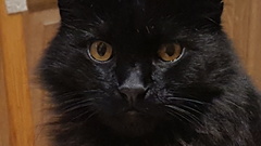 Show me your favourite pictures of your cats