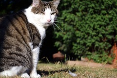Show me your favourite pictures of your cats