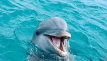 AIBU to be livid how dolphins are portrayed compared to how they are?