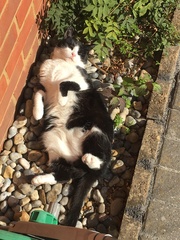 Oh dear my cat has got fat....