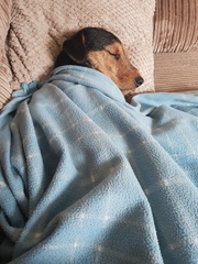 Who fancies sharing pics of their dogs?