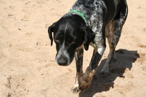 Who fancies sharing pics of their dogs?