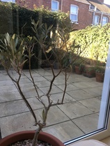 Please help save my olive tree...  picture inc
