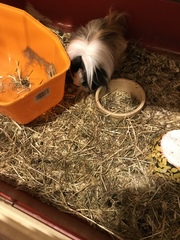 AIBU to ask what are your guinea pigs doing right now?