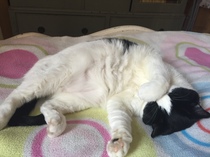 Show me your favourite pictures of your cats