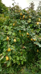Quince glut