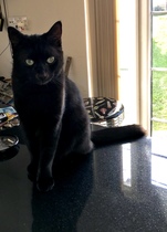 Show me your favourite pictures of your cats