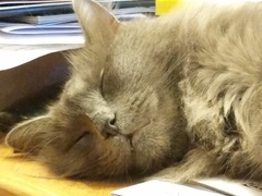 Is she a Russian Blue or have I been ripped off?