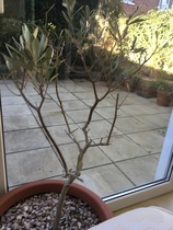 Please help save my olive tree...  picture inc