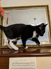 Cat obsession!