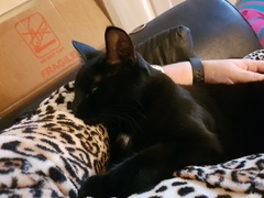 I'm being dictated to by a furball.