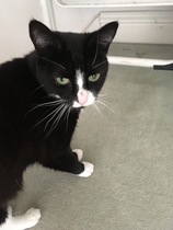 What’s this on my cats nose?