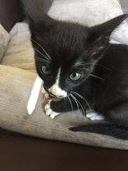 Advice for first time cat owner