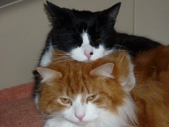 Anyone adopted brother/sister kittens?