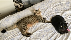 To ask you to talk to me about Bengal cats?