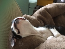 Who fancies sharing pics of their dogs?