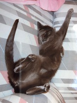Is she a Russian Blue or have I been ripped off?