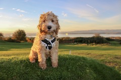 Who fancies sharing pics of their dogs?