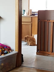 Seriously considering a rescue - any advice would be great.l
