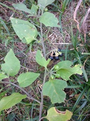 Is this nightshade?
