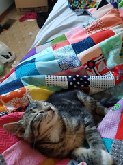 To show you my soft purring puss cat !