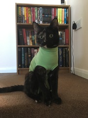 Show me your favourite pictures of your cats