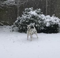 Who fancies sharing pics of their dogs?