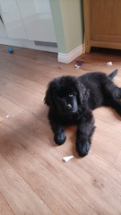 Who fancies sharing pics of their dogs?
