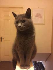 Is she a Russian Blue or have I been ripped off?