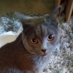 Is she a Russian Blue or have I been ripped off?