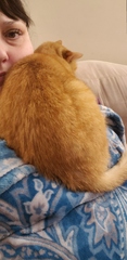 To show you my soft purring puss cat !