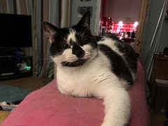 Show me your favourite pictures of your cats