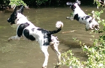 Who fancies sharing pics of their dogs?