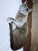 Is she a Russian Blue or have I been ripped off?