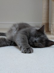 Is she a Russian Blue or have I been ripped off?