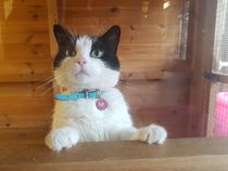 Show me your favourite pictures of your cats