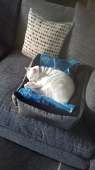 What's your DCat up to today? (Thread 7!)