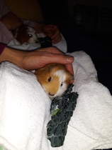 Hay and bedding for baby guinea pigs