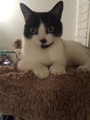 Show me your favourite pictures of your cats