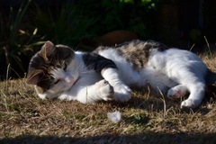 Heartbroken- goodbye our beautiful boy