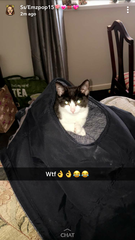 Show me your favourite pictures of your cats