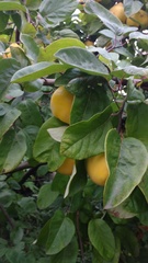 Quince glut