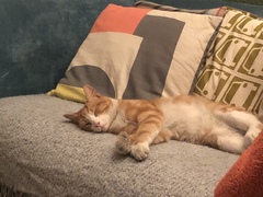What's your DCat up to today? (Thread 7!)
